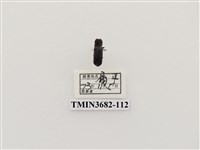 藏品(鞘翅目(2))的圖片